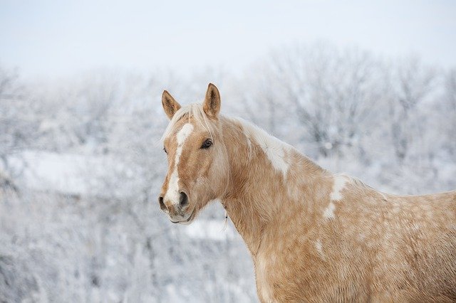 雪の中の馬
