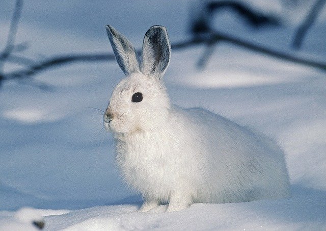 雪の白うさぎ
