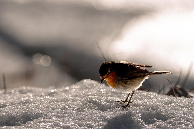 雪の中の鳥