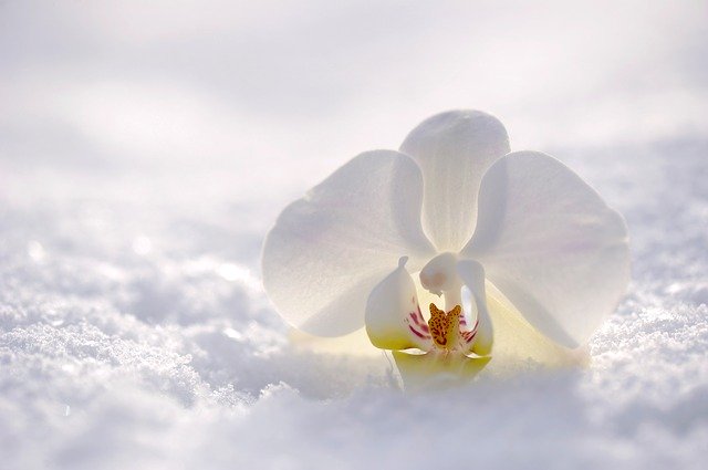 雪と蘭