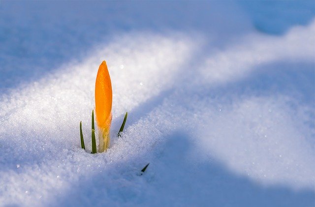 雪の中の花