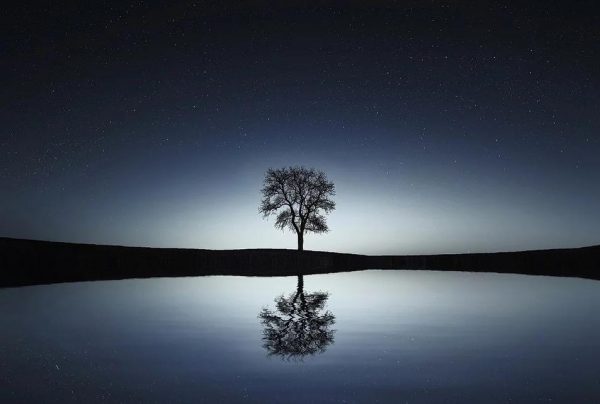 夜の木