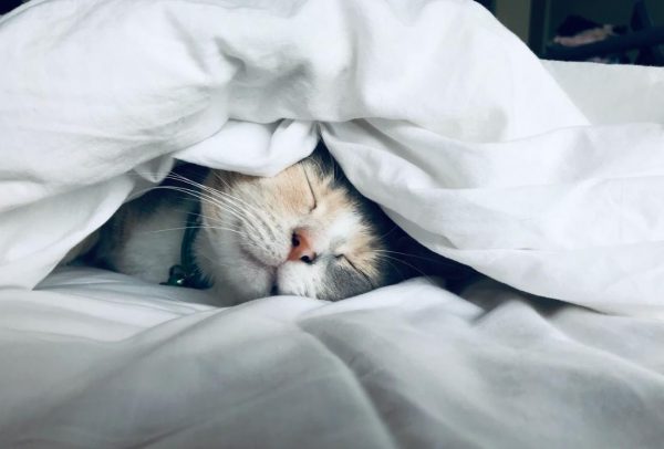 ベッドと猫