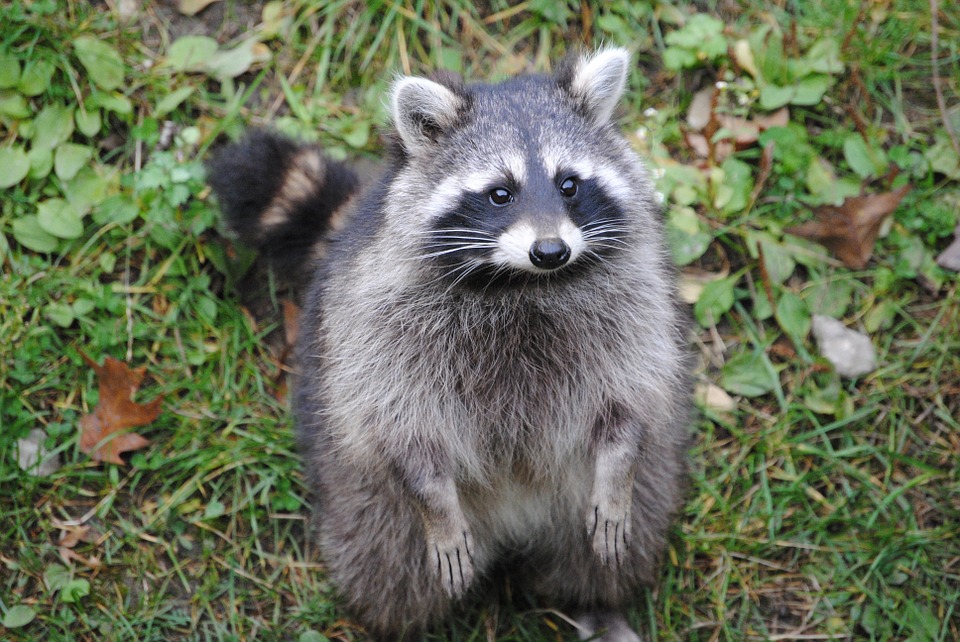 アライグマおすすめ