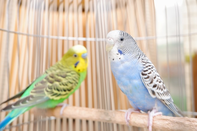 インコの絵本56歳
