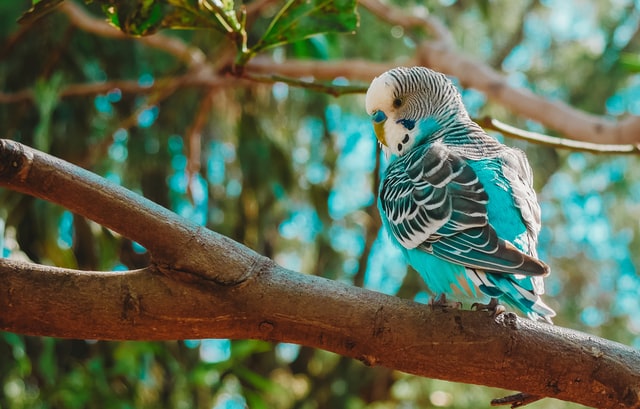 インコの絵本まとめ